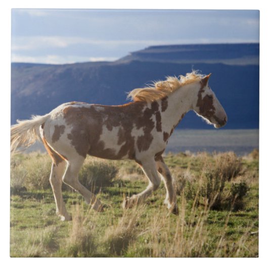 Carreau Running Stallion, Steens Mountains, Oregon (Devant)