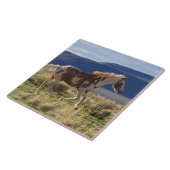 Carreau Running Stallion, Steens Mountains, Oregon (Côté)