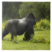 Carreau Rwanda, Parc national des volcans (Devant)