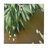 Carreau Sage frais coupé (Devant)