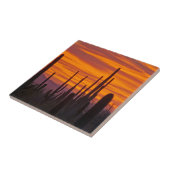 Carreau Saguaro, coucher du soleil, Parc national du Sagua (Côté)