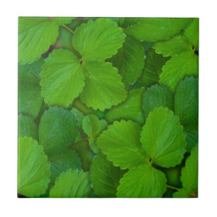Carreau Saint Basil Tulsi Green Mint Feuilles