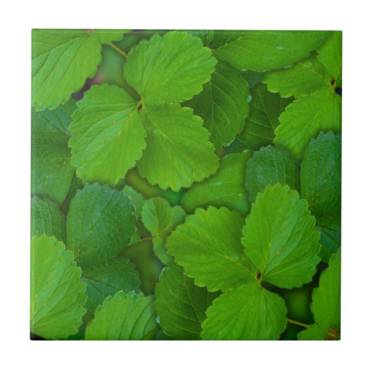 Carreau Saint Basil Tulsi Green Mint Feuilles (Devant)