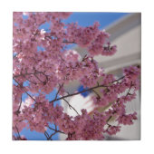 Carreau Sakura Cherry Blossoms (Devant)