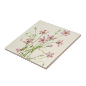 Carreau Saltmarsh Rosegentian par Mary Vaux Walcott (Côté)