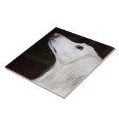 Carreau Saluki recherchant (Côté)