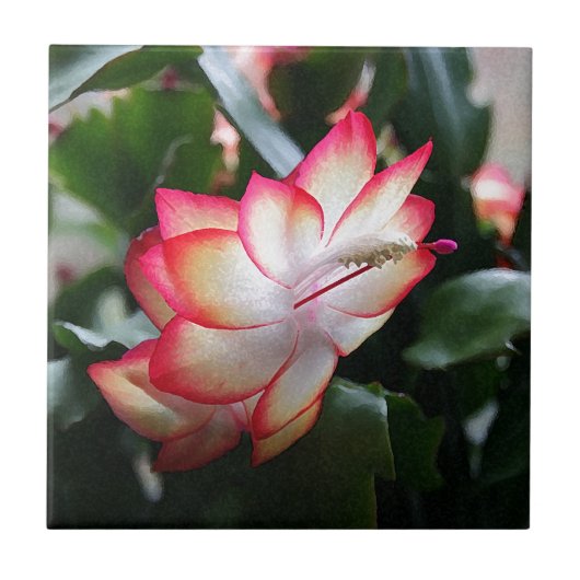 Carreau Samba Brazil de cactus de Noël ' (Devant)