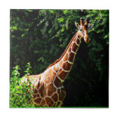 Carreau Samburu Giraffe (Devant)