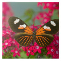Sammamish Washington Photographie d'un papillon su