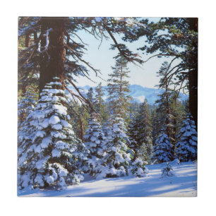 Carreau Sapins rouges enneigés dans la High Sierra 2