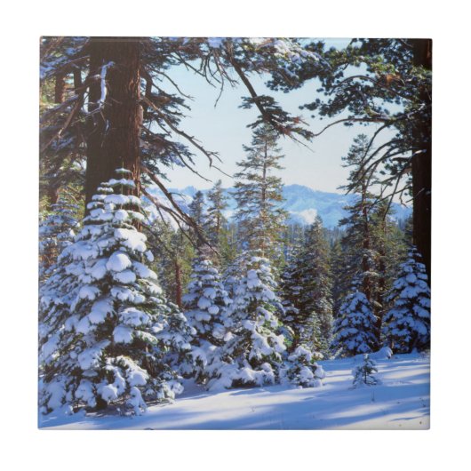 Carreau Sapins rouges enneigés dans la High Sierra 2 (Devant)