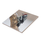 Carreau Sapsucker à ventre jaune mâle (Côté)