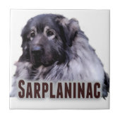 Carreau Sarplaninac (Devant)