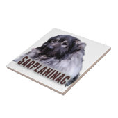 Carreau Sarplaninac (Côté)