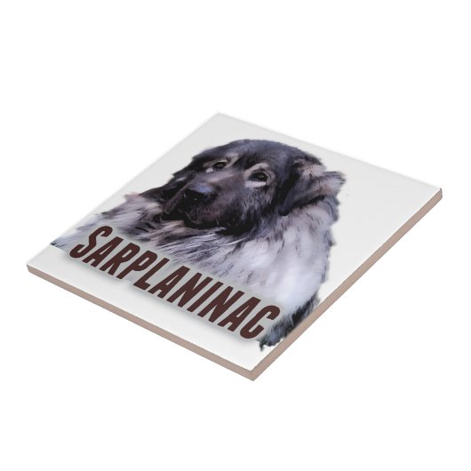 Carreau Sarplaninac (Côté)