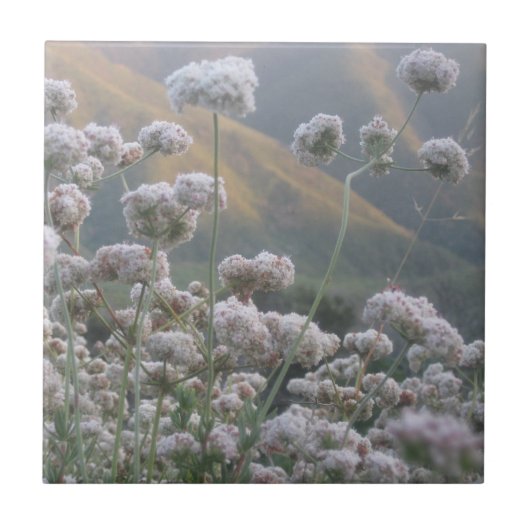 Carreau Sarrasin de Californie (Devant)