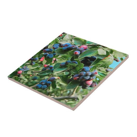 Carreau Saskatoon (Côté)