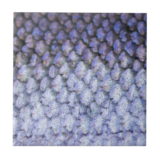 Carreau Saumon chatoyant (Devant)