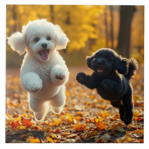 Carreau Saupoudrer les chiots de caniche