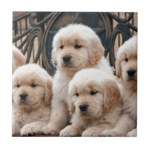 Carreau Sautez ! Chiots