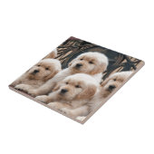 Carreau Sautez ! Chiots (Côté)