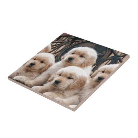 Carreau Sautez ! Chiots (Côté)