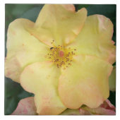 Carreau Sauvage s'est levé (Devant)