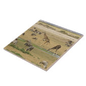 Carreau Sauvages, zèbres et girafes (Côté)