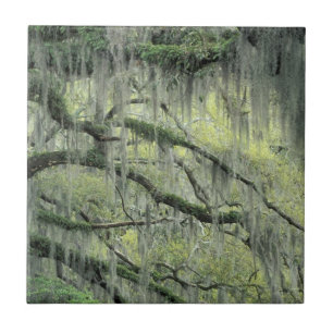 Carreau Savannah, Géorgie, arbre de chêne vivant drapé de
