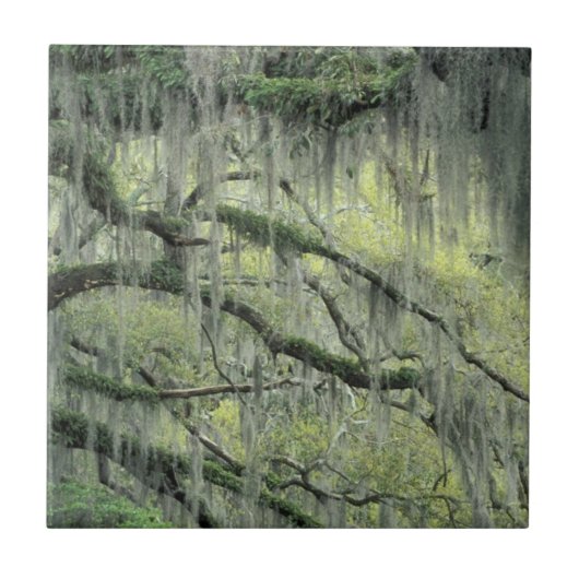 Carreau Savannah, Géorgie, chêne vivant drapé de (Devant)
