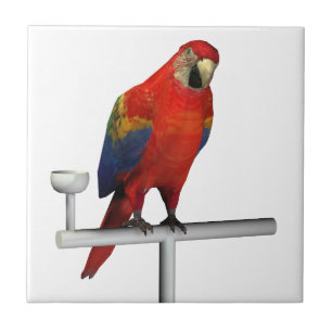 Carreau Scarlet rouge Macaw