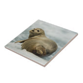 Carreau Sceau de fatigue (Côté)