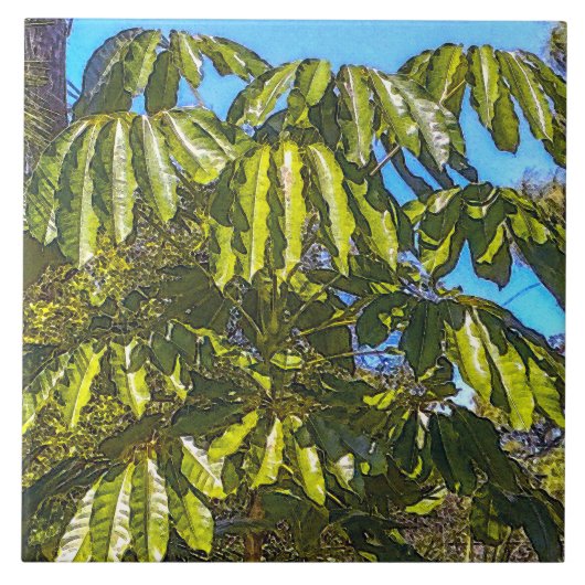 Carreau Schefflera Umbrellas Ceramic Tile (Devant)