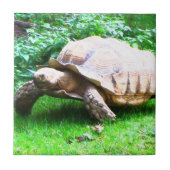 Carreau Schildi (Devant)