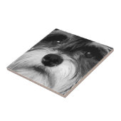 Carreau Schnauzer miniature (Côté)