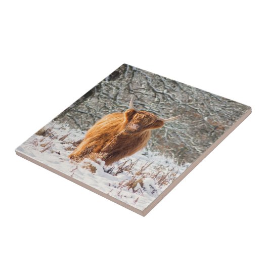 Carreau Scottish (Côté)