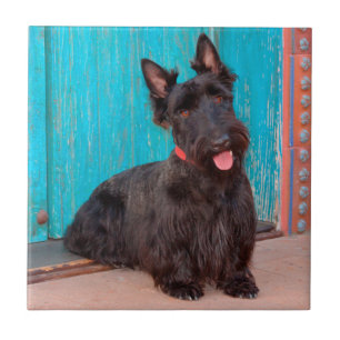 Carreau Scottish Terrier assis à la porte colorée