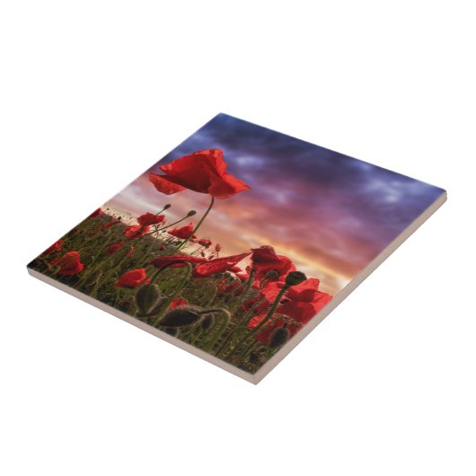 Carreau Se rappeler le champ de | des pavots (Côté)