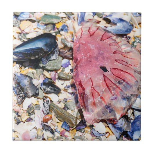 Carreau Sea Shells Jellyfish Ocean Beach Vue (Devant)