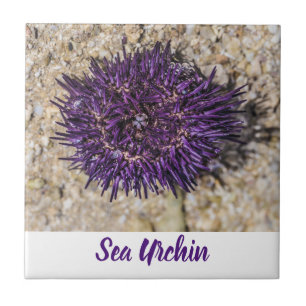 Carreau Sea Urchin Ocean Beach Vacances Souvenir d'été