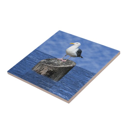 CARREAU SEAGUL (Côté)