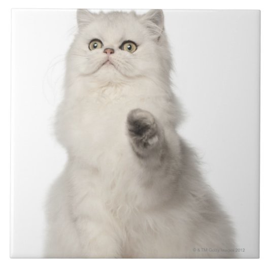 Carreau Séance de chat persan (Devant)