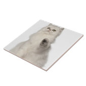 Carreau Séance de chat persan (Côté)
