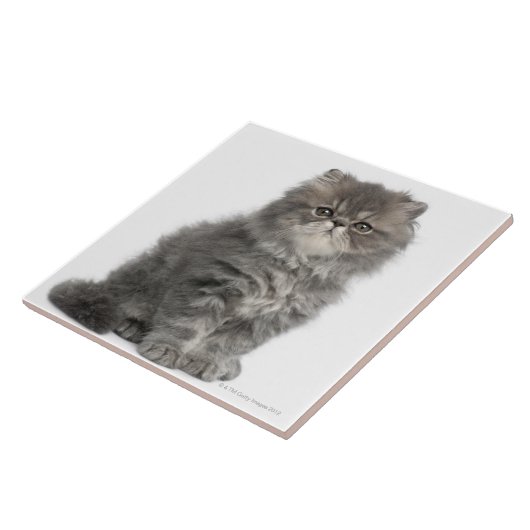 Carreau Séance persane de chaton (2 mois) (Côté)