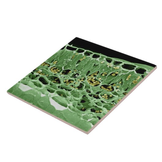 Carreau Section transversale de feuille (Côté)