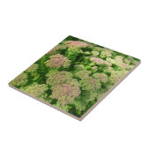 Carreau Sedum "joie d'automne " (Côté)