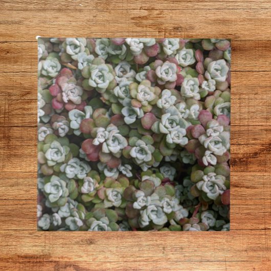 Carreau Sedum Spathulifolium Succulents Floral