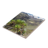 Carreau Sénécio Géant ou Dendrosenecio (Côté)