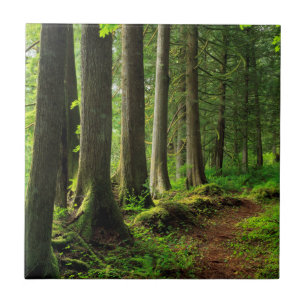 Carreau Sentier de la forêt verte Scénique