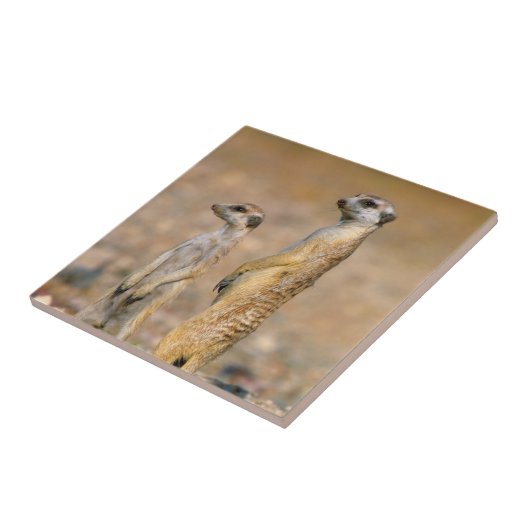 Carreau Sentinelles Meerkat (Suricata Suricatta), Karas (Côté)